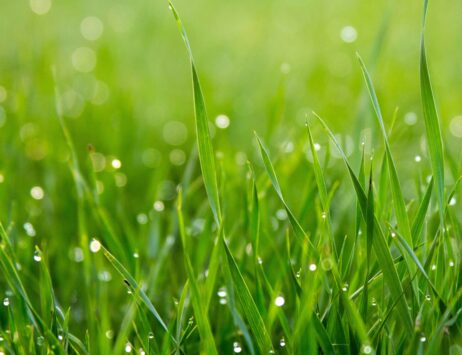 Modern’s Guide to Choosing the Right Grass Seed